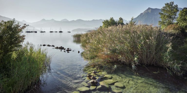 Landschaftsfotografie Naturfotografie Landschaft Natur Schweiz Berner Oberland Thun Morgensonne Thunersee Bonstettenpark Thun Sonnenaufgang Goldene Stunde Nebel See Wasser Berge Eiger Mönch Jungfrau Panorama Bergpanorama Schilf Herbst Niesen Schiffe Enten Ausruhen Grün moody Pastellfarben